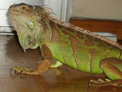 iguana-mascota.jpg