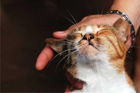 La masoterapia, un tratamiento preventivo para mascotas