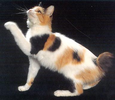 Gato bobtail japones