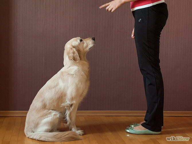 670px-Teach-Your-Dog-to-Sit-Step-5-Version-2