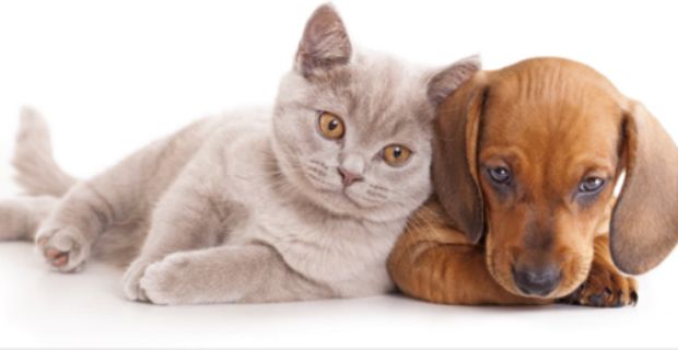 ley-prohibe-comprar-perros-gatos-tiendas-mascotas-espana-default