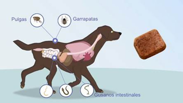 ¿Sabes los parásitos que tiene tu perro?